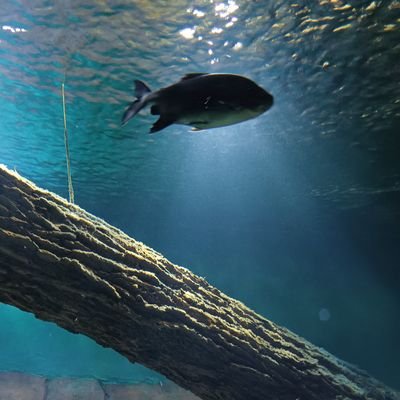 Sil_SSR's profile picture. 