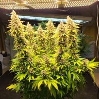 Jeffrey545✌️💨 (@jeffrey545) 's Twitter Profile