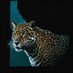 DuvalinIdaho (@duvalinidaho) Twitter profile photo DuvalinIdaho (@duvalinidaho) Twitter profile photo