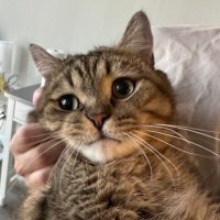 HaohanShi (@hshi420) 's Twitter Profile