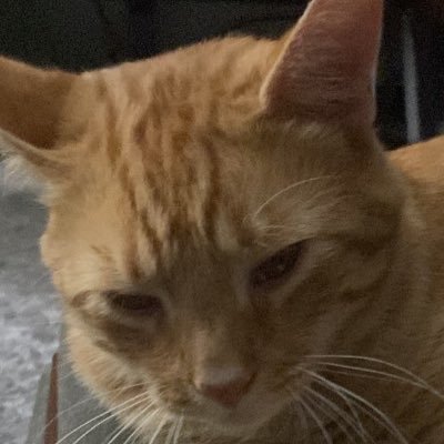 buttersmycat's profile picture. Butters the destroyer