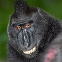 ape (@eric8713301310) 's Twitter Profile