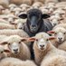$BLEEP Coin (@blacksheepxrpl) Twitter profile photo $BLEEP Coin (@blacksheepxrpl) Twitter profile photo