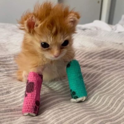 topalkedy99's profile picture. t