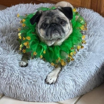 foreverbeach's profile picture. Old lady who loves pugs and other doggies too. A believer in blue waves. LET’S WIN THIS! THERE’S NO GOING BACK.