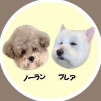 ノーランとブレアの日常 (@noiblair) 's Twitter Profile Photo ノーランとブレアの日常 (@noiblair) 's Twitter Profile Photo