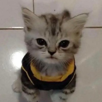 L0REMZi's profile picture. Software Engineer at Ramp co