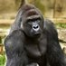 Harambe Got Hacked (@beejosteeltoe) Twitter profile photo Harambe Got Hacked (@beejosteeltoe) Twitter profile photo