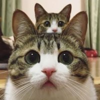 ニャンコ@🍎/ポイ活/Google/MNP (@nyankomaru666) 's Twitter Profile Photo