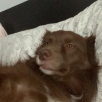 Don Carleone (@carleone_d2649) 's Twitter Profile