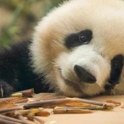 ChaiBun32438's profile picture. 