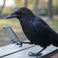 🐦⬛ (@nabijvkzmc68291) 's Twitter Profile Photo 🐦⬛ (@nabijvkzmc68291) 's Twitter Profile Photo