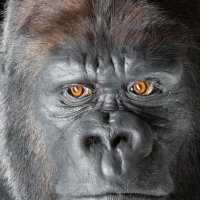 Ruinz (@ruinzfnx) 's Twitter Profile