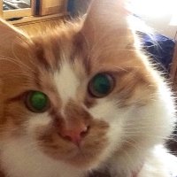 Anya Sargent (@madambutterly1) 's Twitter Profile