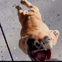 Pyzro (@pyzro4) 's Twitter Profile