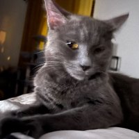 Valli S. A. (@vallischneider) 's Twitter Profile