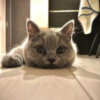 下僕の憩い場 (@32414713neko) 's Twitter Profile Photo