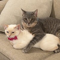 Teemo & Yuumi 🐱 (@teemoandyuumi) 's Twitter Profile