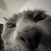 lenny 🍓 (@lennyhtx) Twitter profile photo lenny 🍓 (@lennyhtx) Twitter profile photo