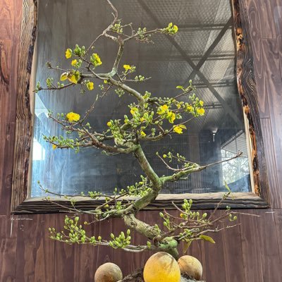 namgo1971's profile picture. Gỗ