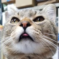 ねこฅ^•ω•^ฅ全てはにゃーさんとの暮らしの為に🍀 (@le_vient) 's Twitter Profile Photo ねこฅ^•ω•^ฅ全てはにゃーさんとの暮らしの為に🍀 (@le_vient) 's Twitter Profile Photo