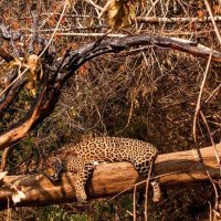 Amazon forests (@amazonforest000) 's Twitter Profile