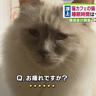 satoiritomato's profile picture. インフラエンジニア（2025.04〜）/📖勉強中:FE、CCNA /話す練習してます