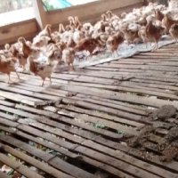 ypi (@ypi1253765) 's Twitter Profile