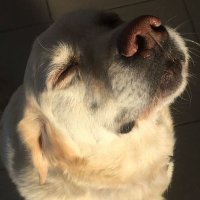 Aslıhan Hazretleri (@aslihann98) 's Twitter Profile