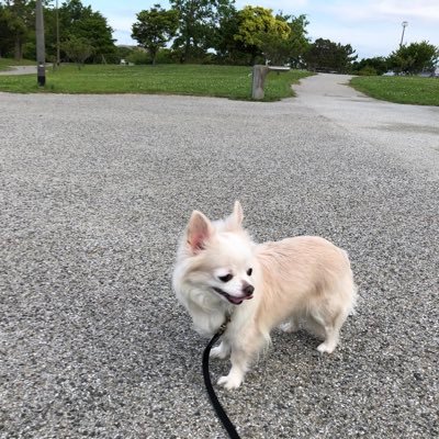 Furamu0104's profile picture. 昭和半ば生まれ/男/ 東京オリンピック（昭和39年）〜高度成長期に幼少期を過ごした昭和世代の人間です。 のんびりゆっくり、気になるお方を応援📣していこうと思います🐶。