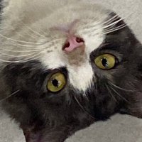 daptukey (@dapp2k_) 's Twitter Profile