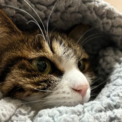 るちゃねこ。さんのプロフィール画像