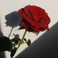 Some Random Guy (@somsamsemsim) 's Twitter Profile