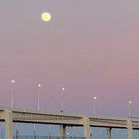 オカピ▼ (@ooookapi) Twitter profile photo