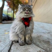 ヘンリウィリアムズ (@henrywilli70612) 's Twitter Profile