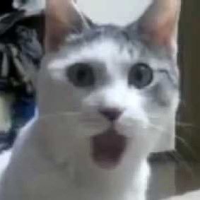 Destr0yAllNazis's profile picture. Along came the grain & washed the Nazis out