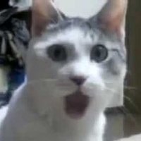 Spectre “The Long Game” Chaos (@destr0yallnazis) 's Twitter Profile Photo Spectre “The Long Game” Chaos (@destr0yallnazis) 's Twitter Profile Photo