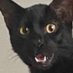 Patriot Whiskers (@patriotwhiskers) Twitter profile photo Patriot Whiskers (@patriotwhiskers) Twitter profile photo