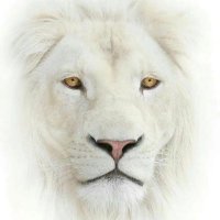 Khay Bryte (@brytemotors) 's Twitter Profile