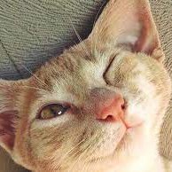 Greedflations's profile picture. 