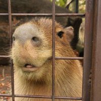 Benson Westinghouse (@greenthumbdysto) 's Twitter Profile
