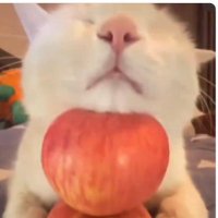 Ash (@hjurenko) 's Twitter Profile Photo