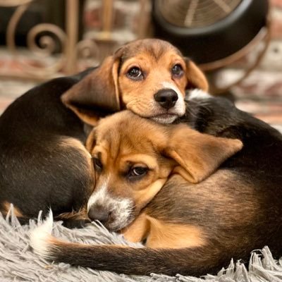 2BEAGLES's profile picture. 