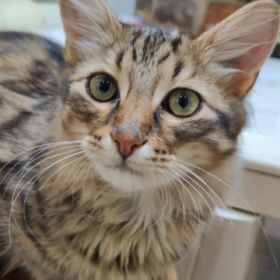 nouraisadoll's profile picture. 