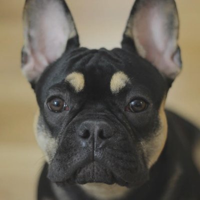 JoshBess's profile picture. Producer 💭 Enthusiast $BTC Believer @Ski_CTO