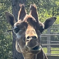 Yopnop (@yopnop6) 's Twitter Profile