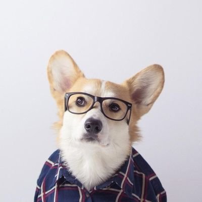 wolfisawolfisaw's profile picture. Учусь кусать за бочок и выть на луну. Инволюционирую из корги обратно в волка.

За отстрел фуррей.
(Awoooooooooooooo)e7.
Взаимная подписка🤜🤛