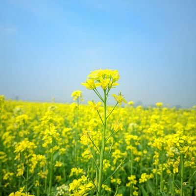 sifatcoc57's profile picture. 