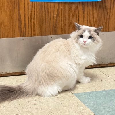 see_you_twit's profile picture. account abandoned