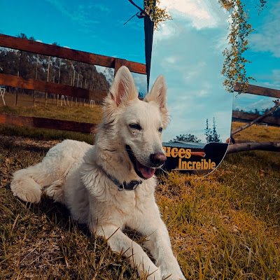 KitKit_Tiramisu's profile picture. 